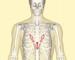 Xiphoid process frontal2 %281%29